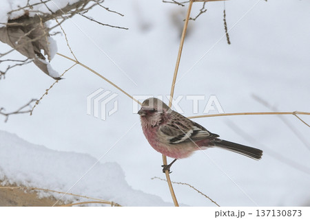 ベニマシコ ベニマシコ 137130873