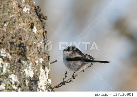 エナガ エナガ 137130901