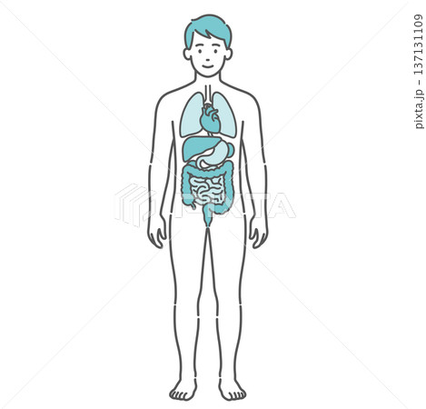 内臓が描かれた男性の人体図・全身モデルのイラスト(正面) 内臓が描かれた男性の人体図・全身モデルのイラスト(正面) 137131109