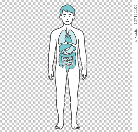 内臓が描かれた男性の人体図・全身モデルのイラスト(正面) 内臓が描かれた男性の人体図・全身モデルのイラスト(正面) 137131109
