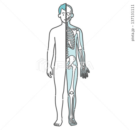 表面と骨格の対比がわかる男性の人体図・全身モデルのイラスト（半身骨格・正面） 137131111