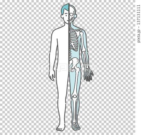 表面と骨格の対比がわかる男性の人体図・全身モデルのイラスト（半身骨格・正面） 137131111
