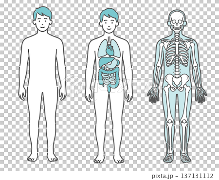 Illustration set of a male human body diagram and full-body model showing the surface, internal organs, and skeleton (front view) Illustration set of a male human body diagram and full-body model showing the surface, internal organs, and skeleton (front view) 137131112