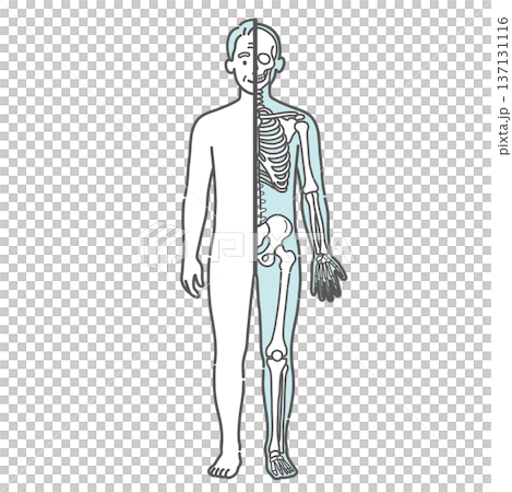 表面と骨格の対比がわかるシニア男性の人体図・全身モデルのイラスト(半身骨格・正面) 表面と骨格の対比がわかるシニア男性の人体図・全身モデルのイラスト(半身骨格・正面) 137131116