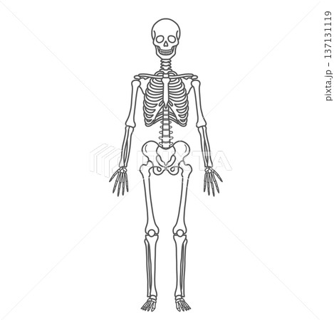 骨格・スケルトンの人体図モデルのイラスト（全身・正面・線画） 137131119