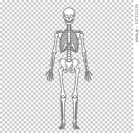 骨格・スケルトンの人体図モデルのイラスト（全身・正面・線画） 137131119