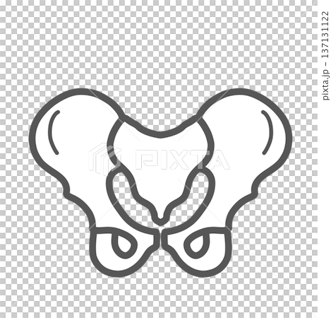 Pelvic skeleton illustration (front view, line drawing) Pelvic skeleton illustration (front view, line drawing) 137131122