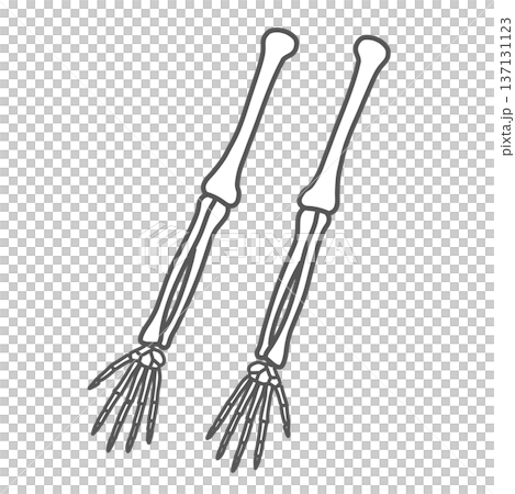 腕と手(上肢)の骨格イラスト(線画) 腕と手(上肢)の骨格イラスト(線画) 137131123