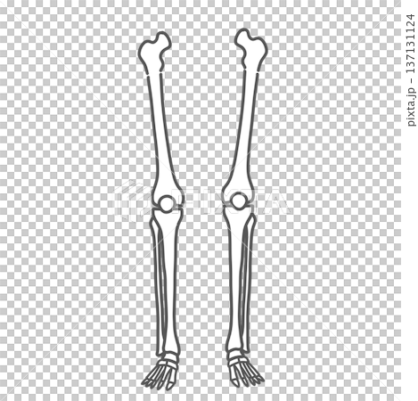 Leg and foot (lower limb) skeletal illustration (line drawing) Leg and foot (lower limb) skeletal illustration (line drawing) 137131124