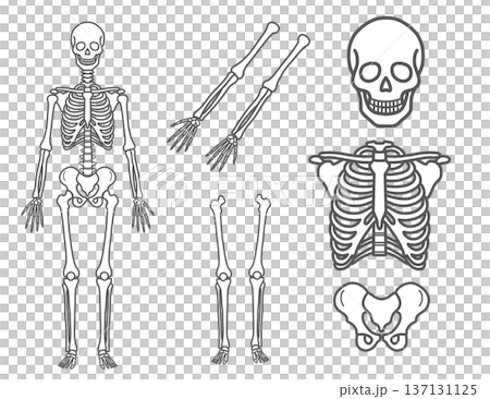 Skeleton parts illustration set (whole body, skull, ribs, pelvis, limbs, line drawing) Skeleton parts illustration set (whole body, skull, ribs, pelvis, limbs, line drawing) 137131125