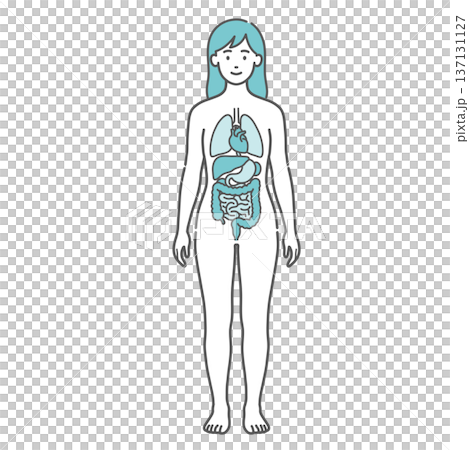 Illustration of a female anatomy and full-body model with internal organs drawn (front view) 137131127