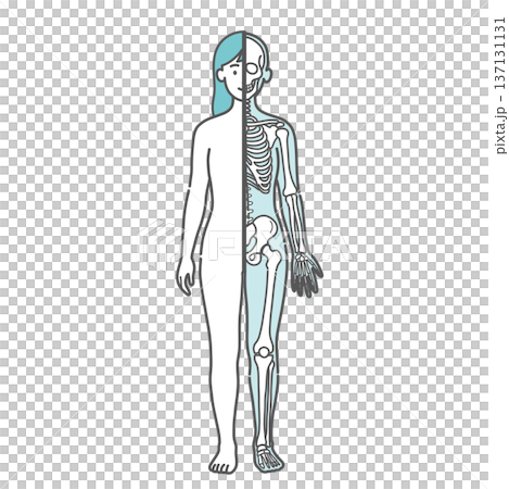 Illustration of a female human body diagram/full-body model (half-body skeleton/front view) showing the contrast between the surface and skeleton Illustration of a female human body diagram/full-body model (half-body skeleton/front view) showing the contrast between the surface and skeleton 137131131