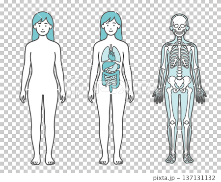 Illustration set of a female human body diagram and full-body model showing the surface, internal organs, and skeleton (front view) Illustration set of a female human body diagram and full-body model showing the surface, internal organs, and skeleton (front view) 137131132