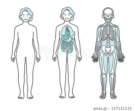 表面・内臓・骨格がわかるシニア女性の人体図・全身モデルのイラストセット(正面) 表面・内臓・骨格がわかるシニア女性の人体図・全身モデルのイラストセット(正面) 137131135