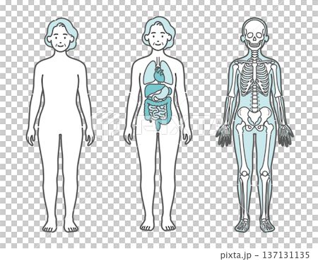 表面・内臓・骨格がわかるシニア女性の人体図・全身モデルのイラストセット(正面) 表面・内臓・骨格がわかるシニア女性の人体図・全身モデルのイラストセット(正面) 137131135