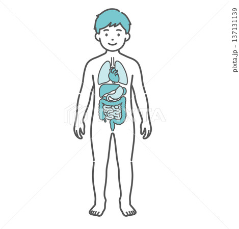 内臓が描かれた男の子（子供）の人体図・全身モデルのイラスト（正面） 137131139
