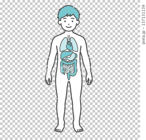 内臓が描かれた男の子（子供）の人体図・全身モデルのイラスト（正面） 137131139