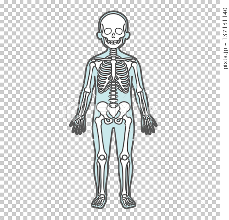 骨格が描かれた子供の人体図・全身モデルのイラスト(正面) 骨格が描かれた子供の人体図・全身モデルのイラスト(正面) 137131140
