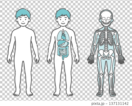 一套男孩(兒童)人體結構圖和全身模型插圖,展示了體表、內部器官和骨骼(正面視圖)。 一套男孩(兒童)人體結構圖和全身模型插圖,展示了體表、內部器官和骨骼(正面視圖)。 137131142