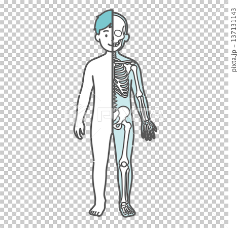 Illustration of a boy's (child's) anatomy and full-body model (half-body skeleton, front view) showing the contrast between the surface and the skeleton Illustration of a boy's (child's) anatomy and full-body model (half-body skeleton, front view) showing the contrast between the surface and the skeleton 137131143
