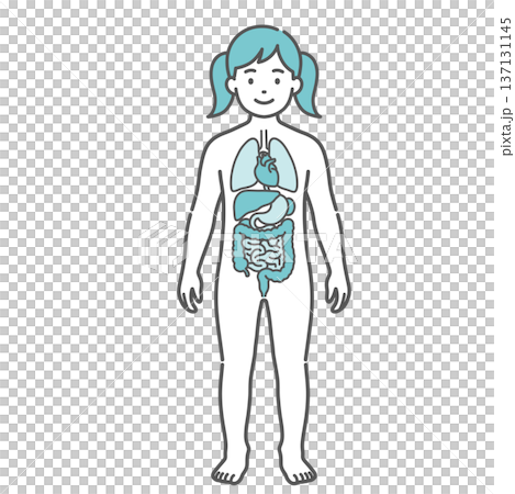 内臓が描かれた女の子(子供)の人体図・全身モデルのイラスト(正面) 内臓が描かれた女の子(子供)の人体図・全身モデルのイラスト(正面) 137131145
