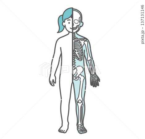 表面と骨格の対比がわかる女の子（子供）の人体図・全身モデルのイラスト（半身骨格・正面） 137131146