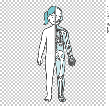 Illustration of a girl's (child's) anatomy and full-body model (half-body skeleton, front view) showing the contrast between the surface and the skeleton 137131146
