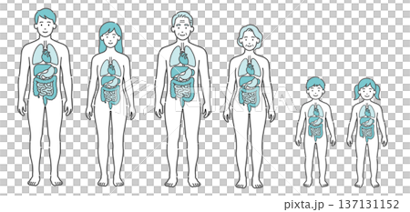 Human body diagram and model illustration set for all generations showing internal organs (men and women, seniors, children, front view) 137131152
