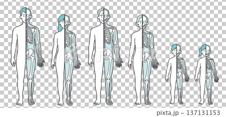表面と骨格の対比がわかる全世代の人体図・モデルイラストセット(半身骨格・正面) 表面と骨格の対比がわかる全世代の人体図・モデルイラストセット(半身骨格・正面) 137131153