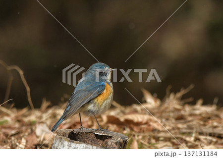 ルリビタキ 137131184