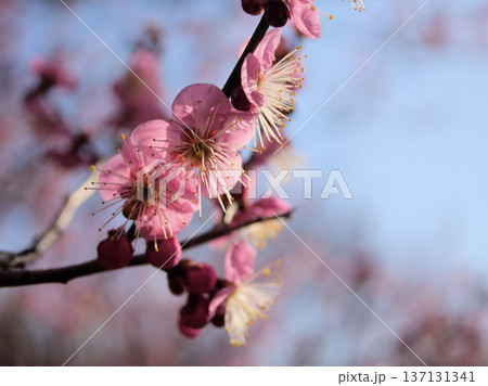 晴れた2月に美しく咲いた紅い梅の花「道知辺（ミチシルベ）」 137131341
