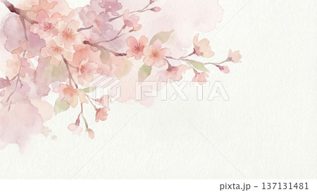 水彩紙の温かみのある質感に、淡いピンクの桜がふんわりと咲き誇るグラフィックです。透き通るような色彩 137131481