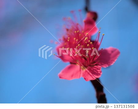 晴れた2月に美しく咲いた赤い梅の花「紅緋梅(ベニヒバイ)」 晴れた2月に美しく咲いた赤い梅の花「紅緋梅(ベニヒバイ)」 137131508