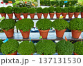 Rows of Manjerico plants with small flags on a market shelf for summer festival in June San Juan 137131530
