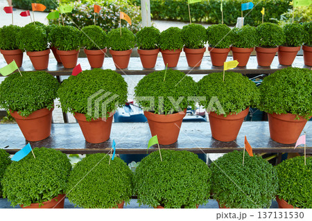 Rows of Manjerico plants with small flags on a market shelf for summer festival in June San Juan Rows of Manjerico plants with small flags on a market shelf for summer festival in June San Juan 137131530