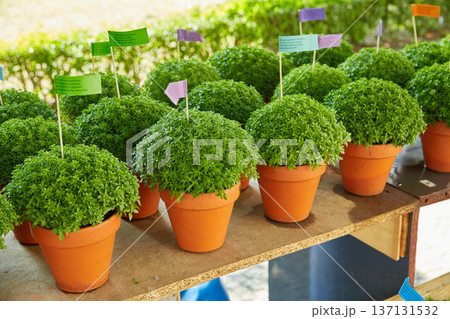 Rows of Manjerico plants with small flags on a market shelf for summer festival in June San Juan 137131532