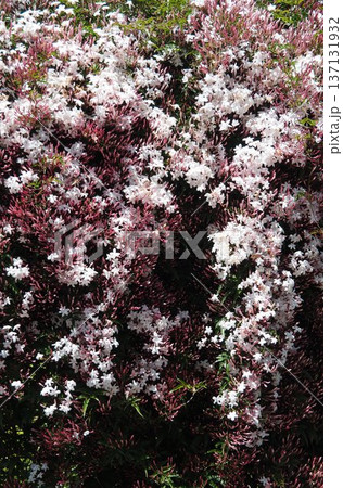 ジャスミン 137131932