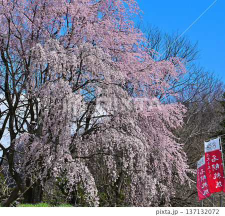 名胡桃城址　満開の桜　春の風景　群馬県みなかみ町 137132072