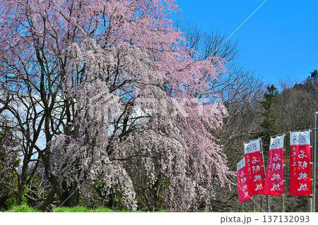 名胡桃城址 満開の桜 春の風景 群馬県みなかみ町 名胡桃城址 満開の桜 春の風景 群馬県みなかみ町 137132093