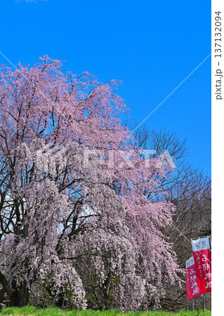 名胡桃城址 満開の桜 春の風景 群馬県みなかみ町 名胡桃城址 満開の桜 春の風景 群馬県みなかみ町 137132094