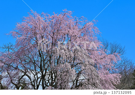 名胡桃城址 満開の桜 春の風景 群馬県みなかみ町 名胡桃城址 満開の桜 春の風景 群馬県みなかみ町 137132095