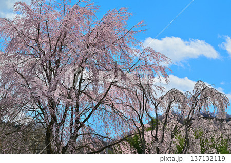 名胡桃城址　満開の桜　春の風景　群馬県みなかみ町 137132119