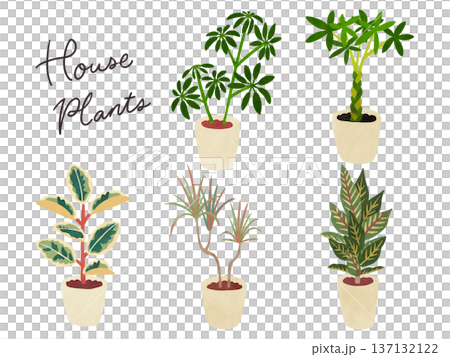 Set 2 of 5 houseplants - watercolor-style hand-drawn illustrations Set 2 of 5 houseplants - watercolor-style hand-drawn illustrations 137132122