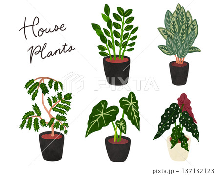 観葉植物5種類のセット3 水彩風手描きイラスト 観葉植物5種類のセット3 水彩風手描きイラスト 137132123
