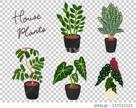 観葉植物5種類のセット3 水彩風手描きイラスト 観葉植物5種類のセット3 水彩風手描きイラスト 137132123