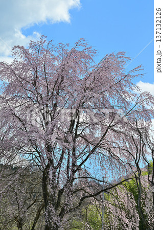 名胡桃城址 満開の桜 春の風景 群馬県みなかみ町 名胡桃城址 満開の桜 春の風景 群馬県みなかみ町 137132126