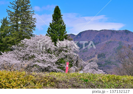名胡桃城址 満開の桜 春の風景 群馬県みなかみ町 名胡桃城址 満開の桜 春の風景 群馬県みなかみ町 137132127