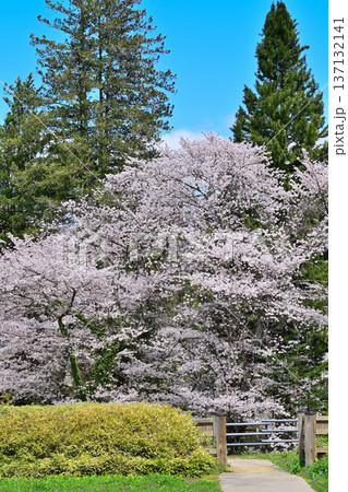 名胡桃城址 満開の桜 春の風景 群馬県みなかみ町 名胡桃城址 満開の桜 春の風景 群馬県みなかみ町 137132141