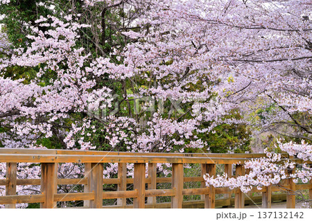 名胡桃城址　満開の桜　春の風景　群馬県みなかみ町 137132142