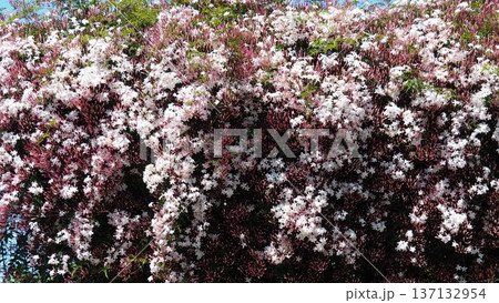 ジャスミン 137132954